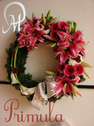 primula 5